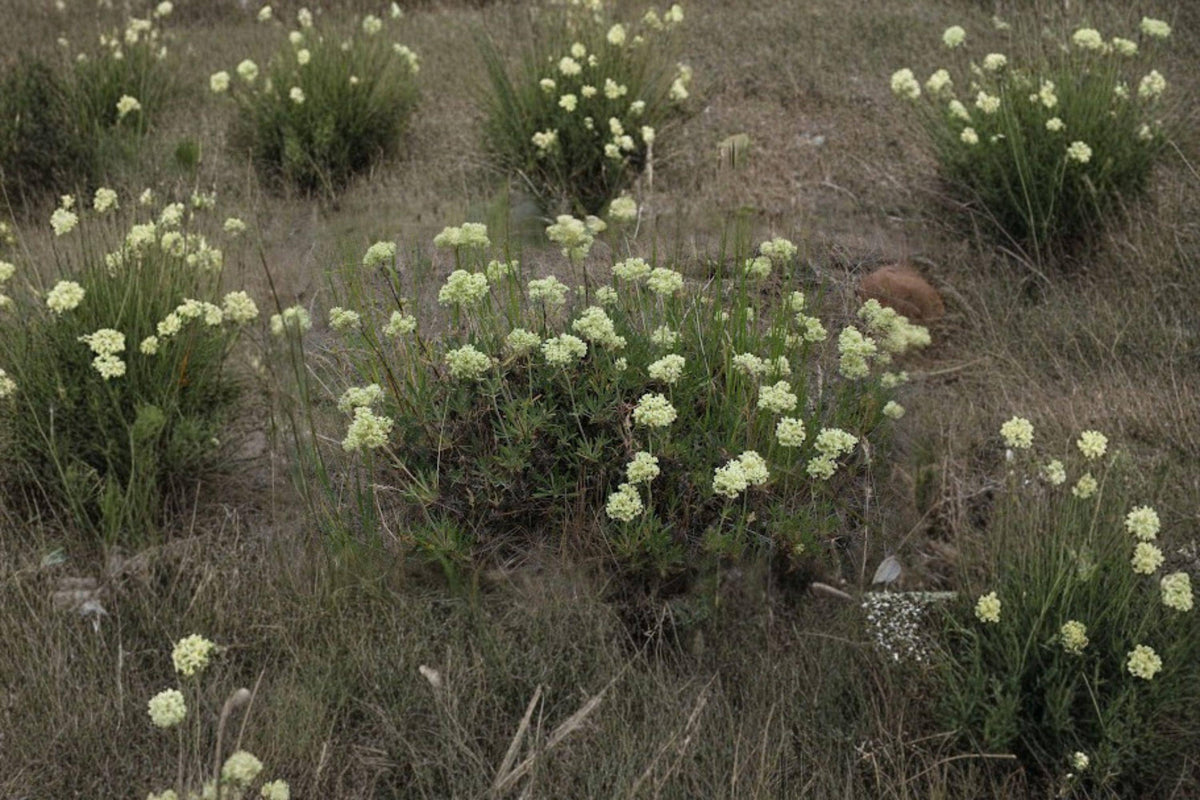 Wild Buckwheat Seeds - Eriogonum heracleoides, Native Yellow Wildflower, Drought-Tolerant Perennial for Rock Gardens & Native Landscaping
