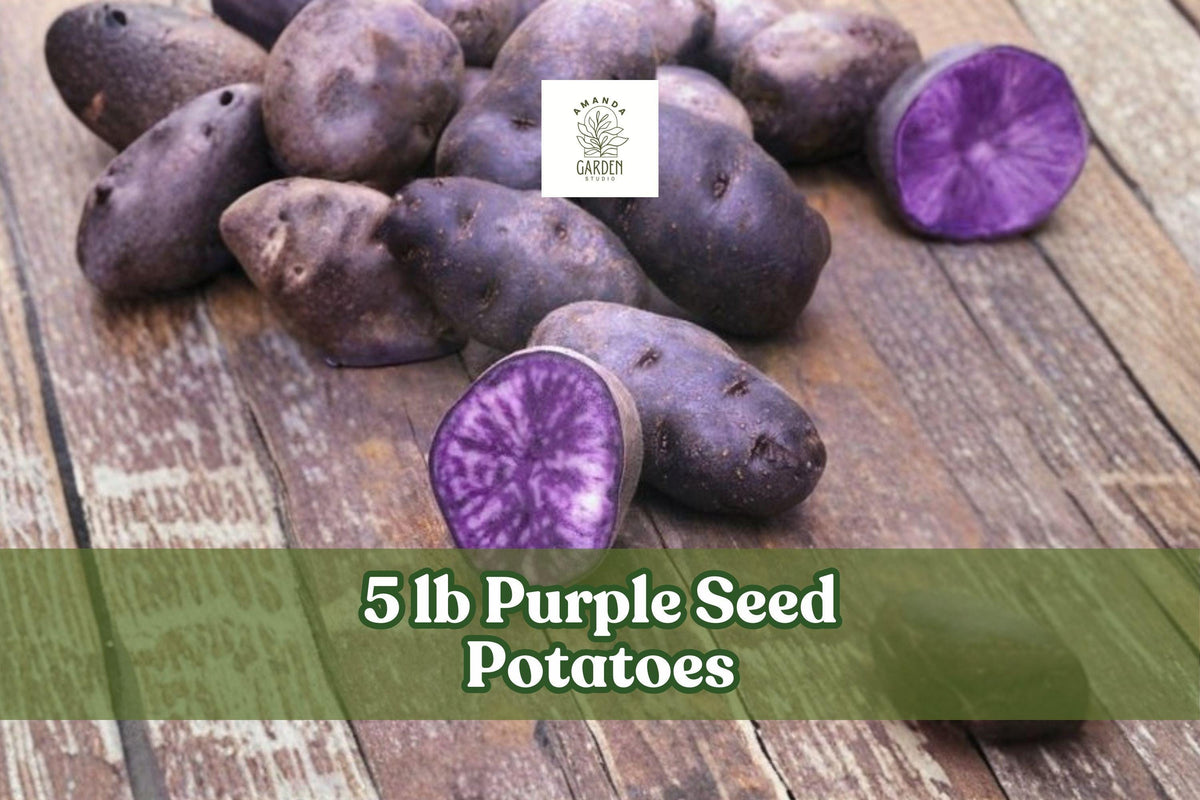 Purple Seed Potatoes – 5 lb Heirloom Solanum tuberosum for Garden Beds & Containers