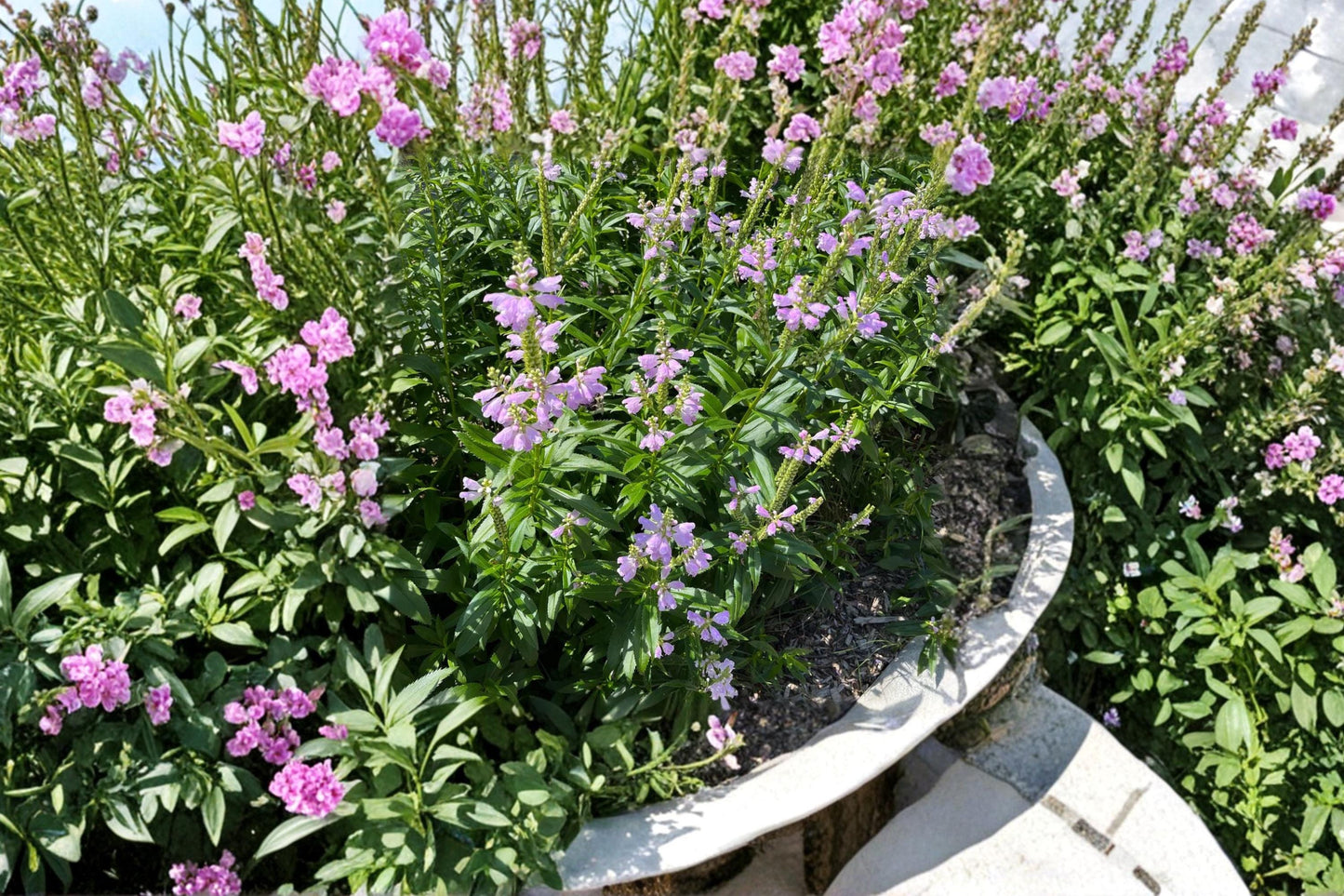 Obedient Plant Seeds - 50 Pink Wildflower Seeds for Native Gardens, Perennial, Physostegia virginiana, Pollinator-Friendly, Drought Tolerant