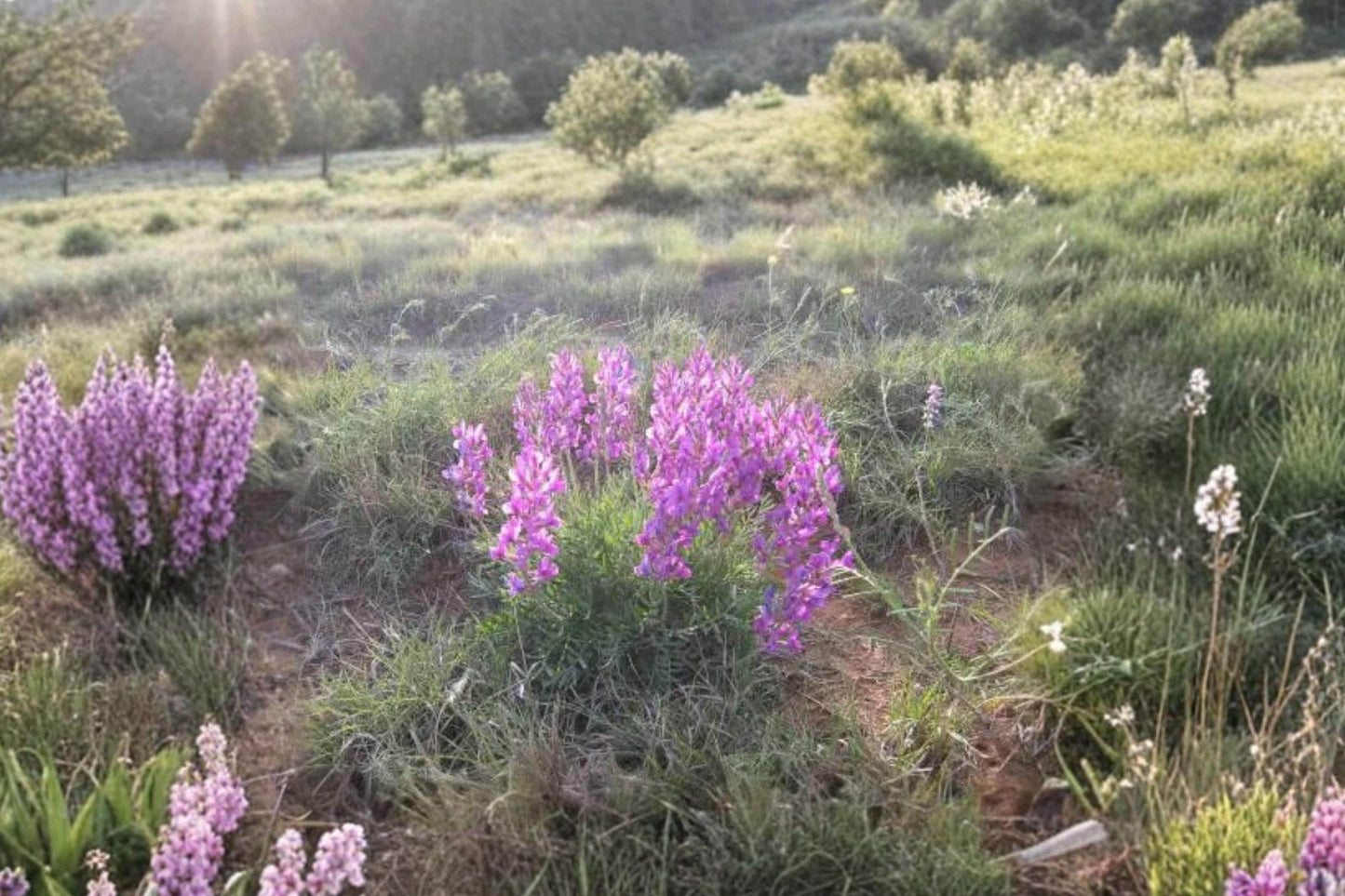 Showy Locoweed Seeds - 25 Native Purple Wildflower Seeds, Drought-Tolerant Perennial Oxytropis lambertii for Prairie Gardens & Xeriscapes