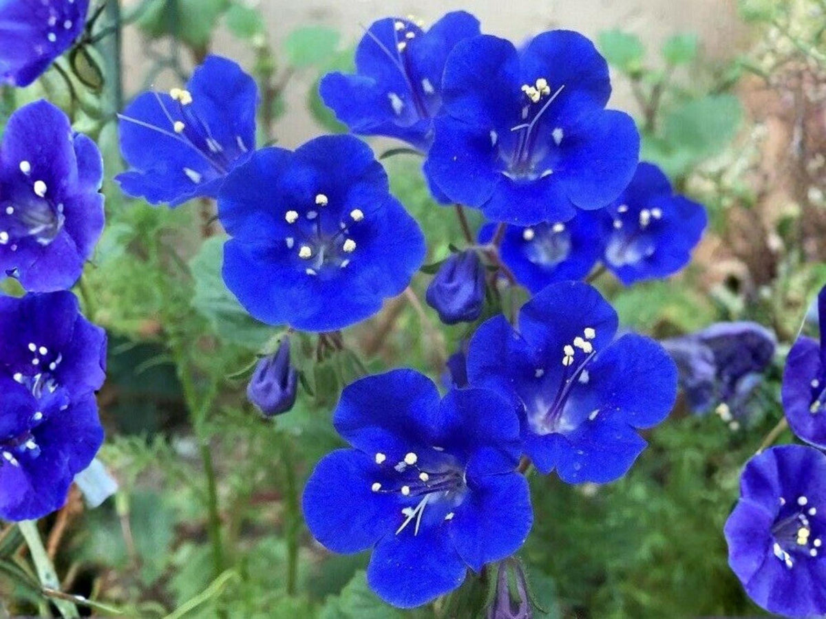 California Bluebell Seeds – Phacelia campanularia, Desert Scorpionweed, Blue Wildflower, 100 Seeds