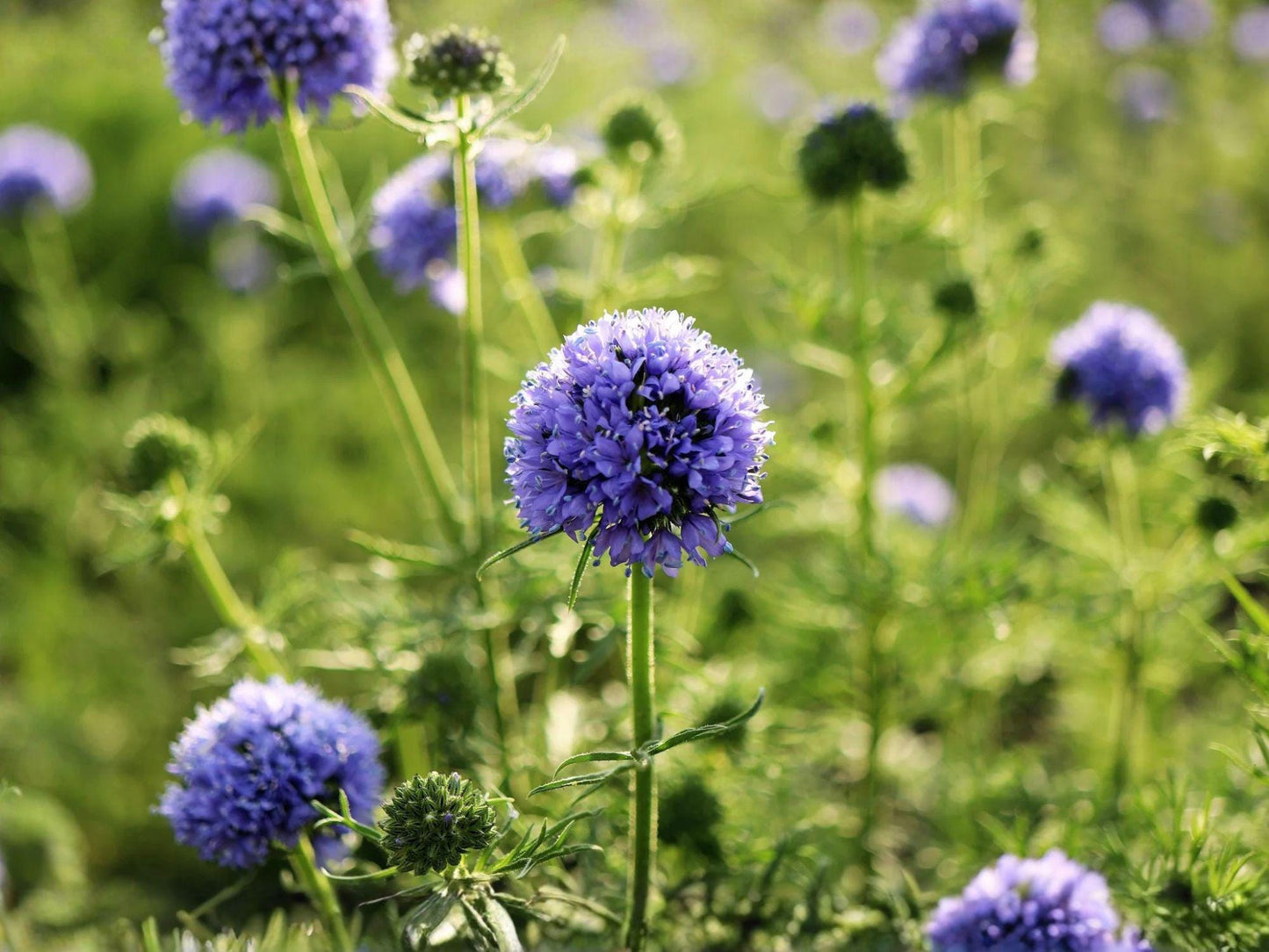 Globe Gilia Seeds – Native Blue Wildflower, Pollinator Friendly, Gilia capitata, 100 Seeds