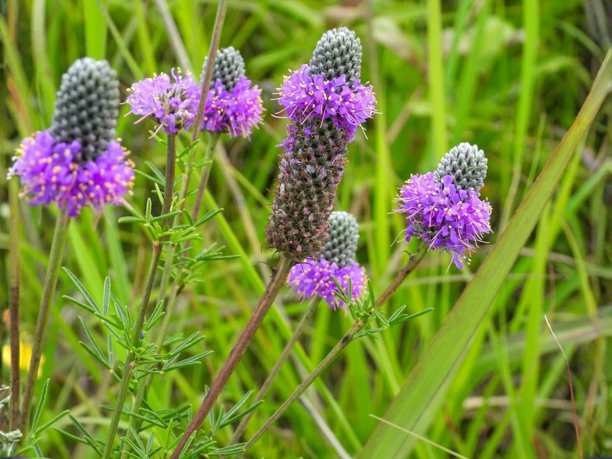 Purple Prairie Clover Seeds – Native Perennial Wildflower for Pollinators, Drought Tolerance, Dalea purpurea, 100 Seeds