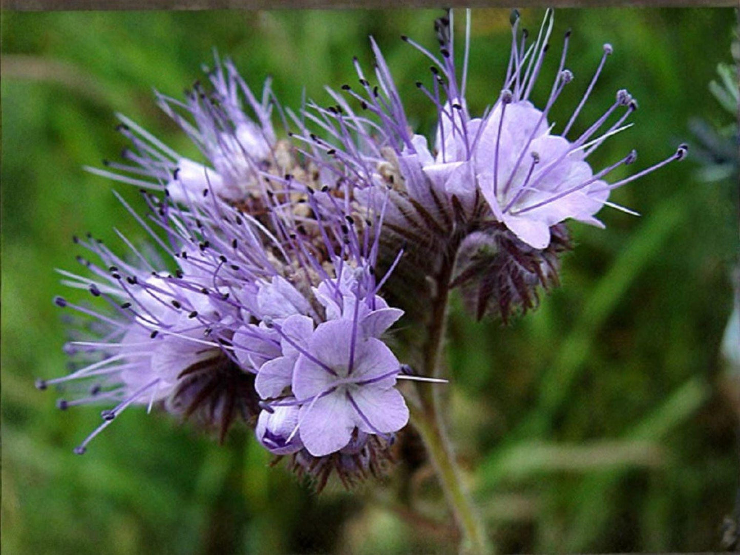 Lacy Phacelia Seeds – Bee-Friendly Wildflower Cover Crop, Lavender Purple, Phacelia tanacetifolia, 100 Seeds