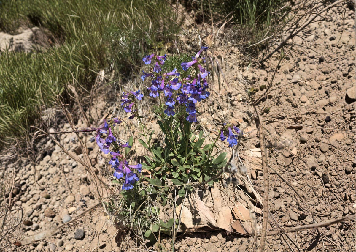 Penstemon Humilis Seeds – 50 Native Wildflower Seeds for Lavender Blue Blooms, Drought Tolerant, Pollinator Friendly, Compact Perennial