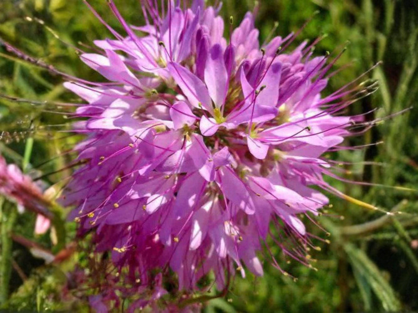Cleome serrulata Seeds – Rocky Mountain Bee Plant Native Wildflower – Pollinator Friendly, Drought Tolerant, Pink to Purple Blooms, 75 Seeds