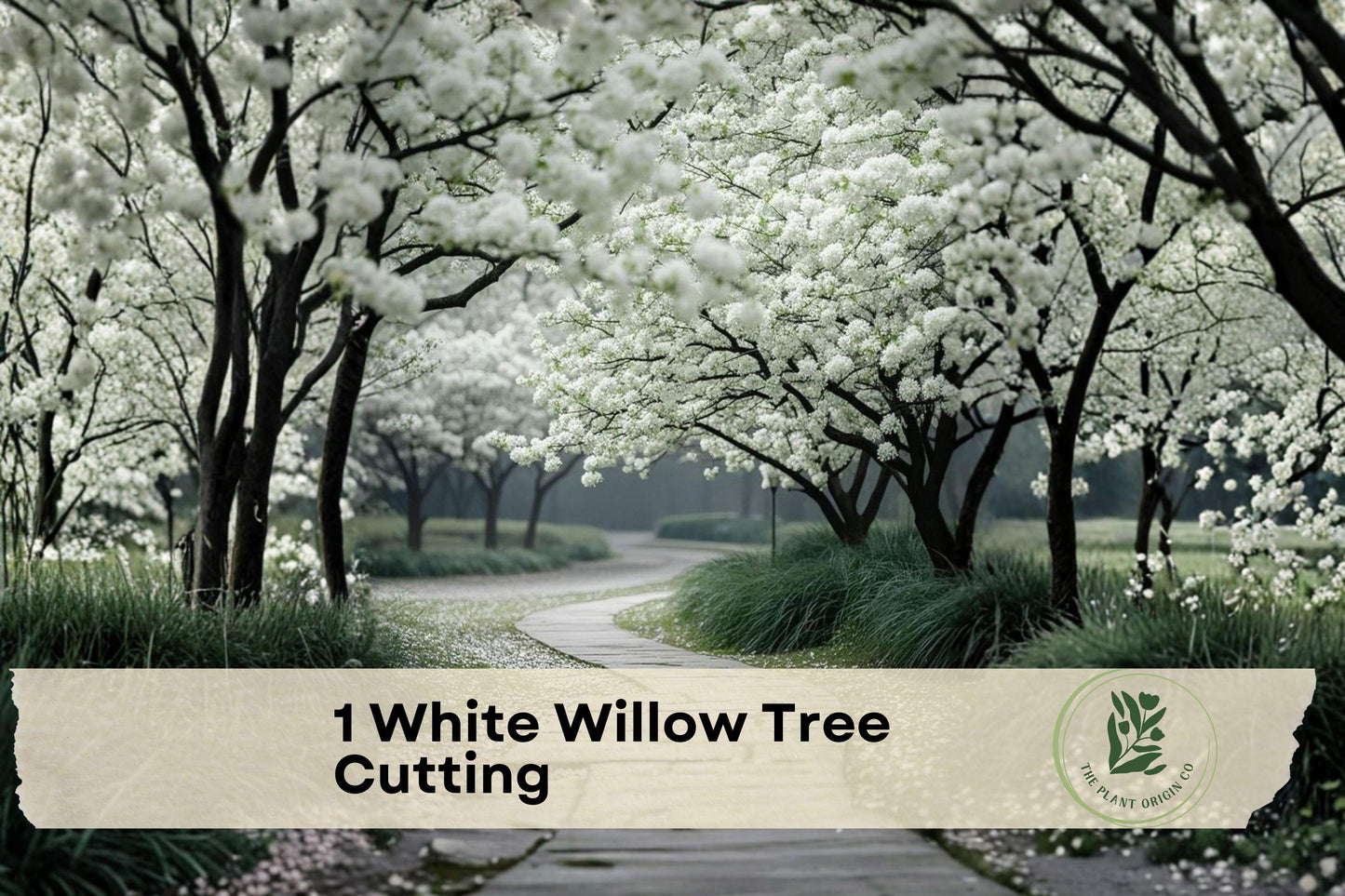White Willow Tree Cutting, Salix alba, Live Unrooted Deciduous Tree for Moist Landscapes