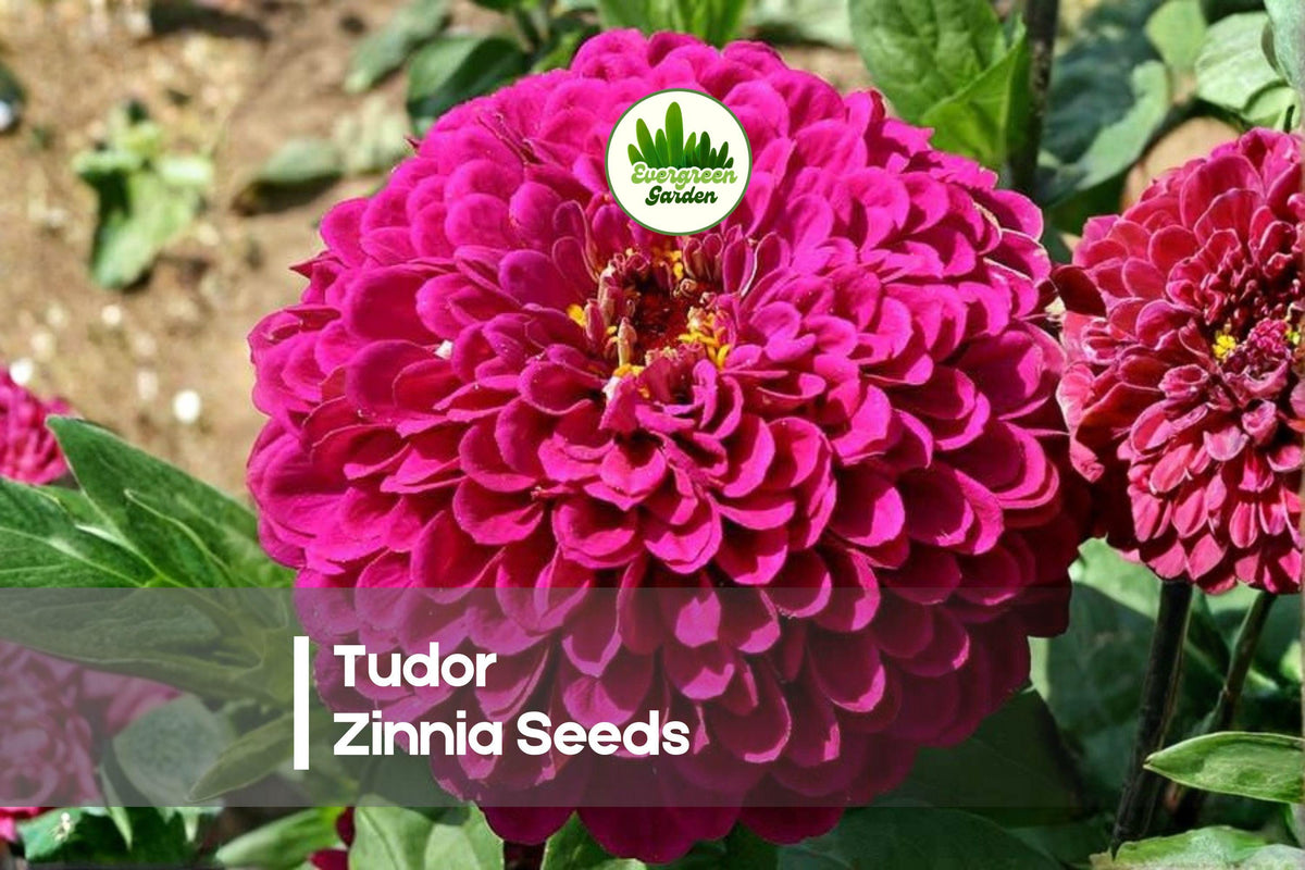 100+ Tudor Zinnia Seeds - Pink & White Bicolor Flowers, Zinnia elegans, Annual for Borders, Cut Flowers & Summer Gardens