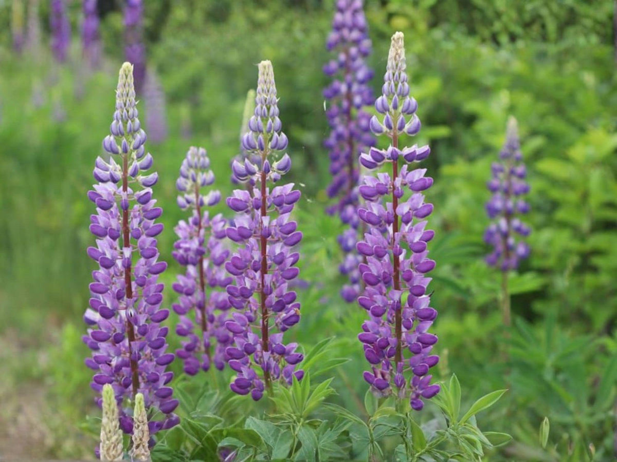 Large Leaf Lupine Seeds – Blue Wildflower, Perennial Pollinator Garden, Lupinus polyphyllus Lindl.
