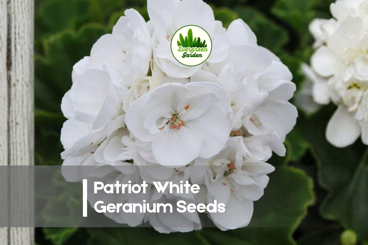25 Patriot White Geranium Seeds – Pelargonium × hortorum, White Blooms, Compact, Heat-Tolerant, Garden, Pot, Border, Flower Seeds