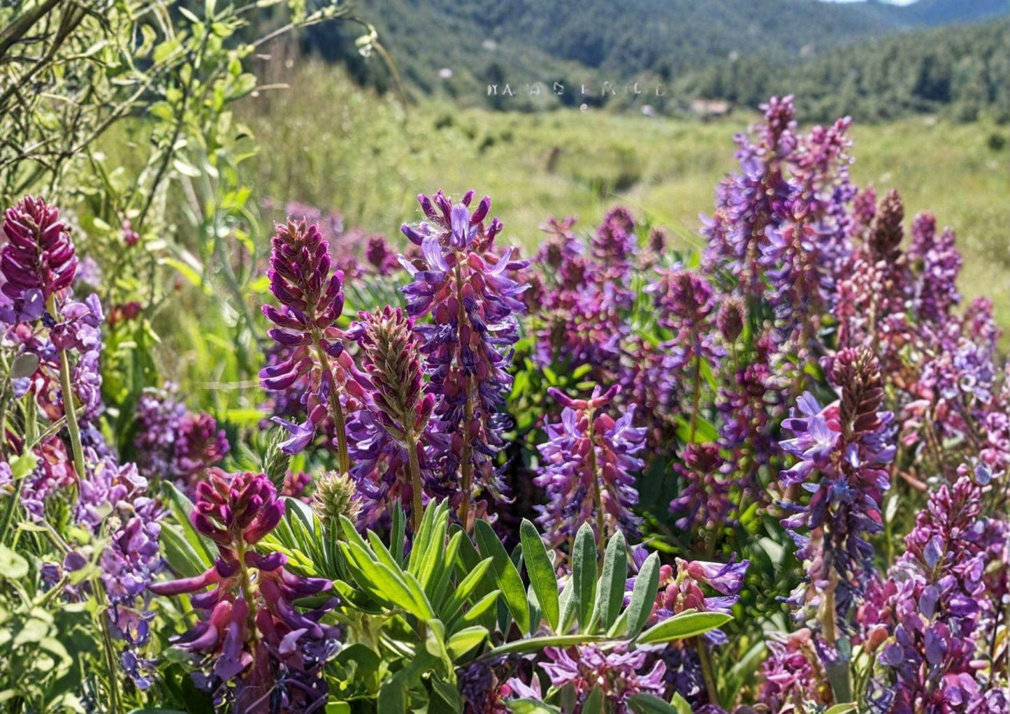 Astragalus bisulcatus Twogroove Milkvetch 15 Seeds Native Prairie Legume Drought Tolerant Wildflower Purple Flowers
