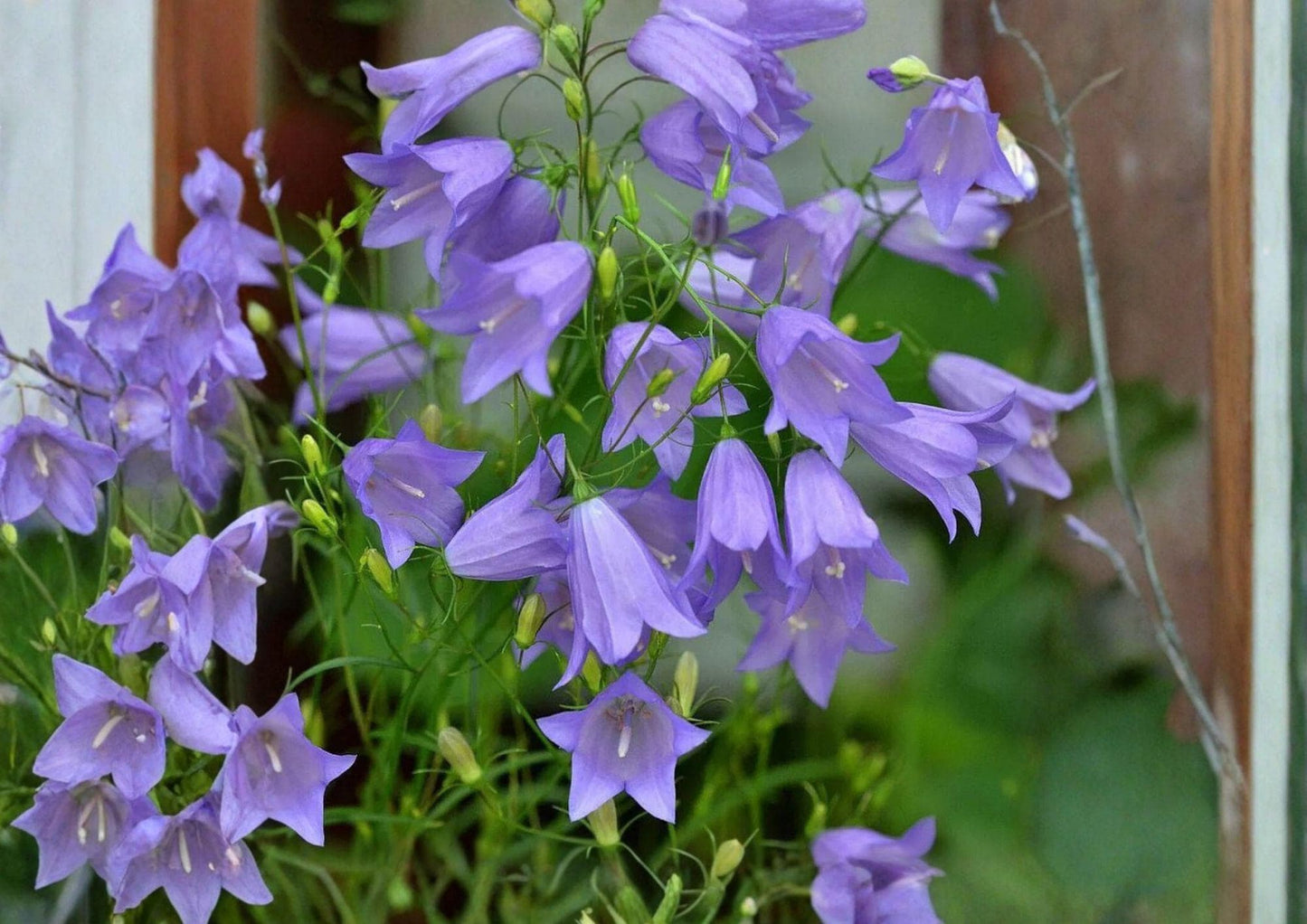 Campanula rotundifolia Harebells Seeds - Native Blue Bellflower Perennial, Pollinator Wildflower, Alpine & Prairie Plant
