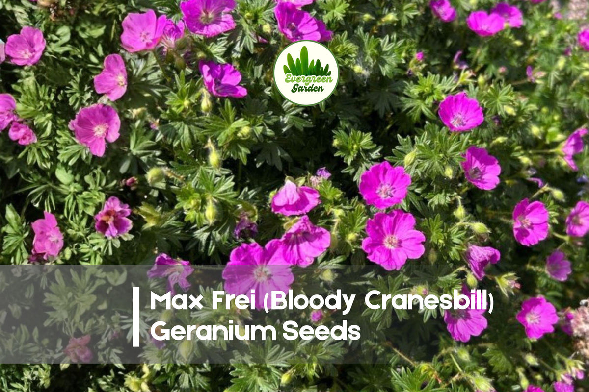 Max Frei Cranesbill Geranium Seeds – Deep Pink Blooms, Hardy Perennial, Geranium sanguineum, 25 Seeds