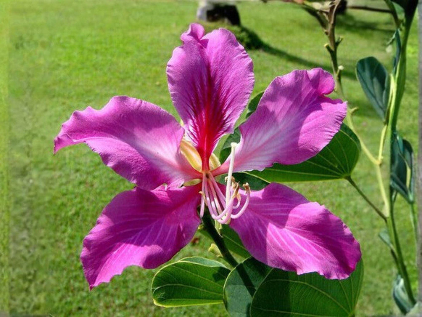 Purple Orchid Tree Seeds – 10 Bauhinia purpurea Flowering Ornamental Seeds for Tropical Gardens