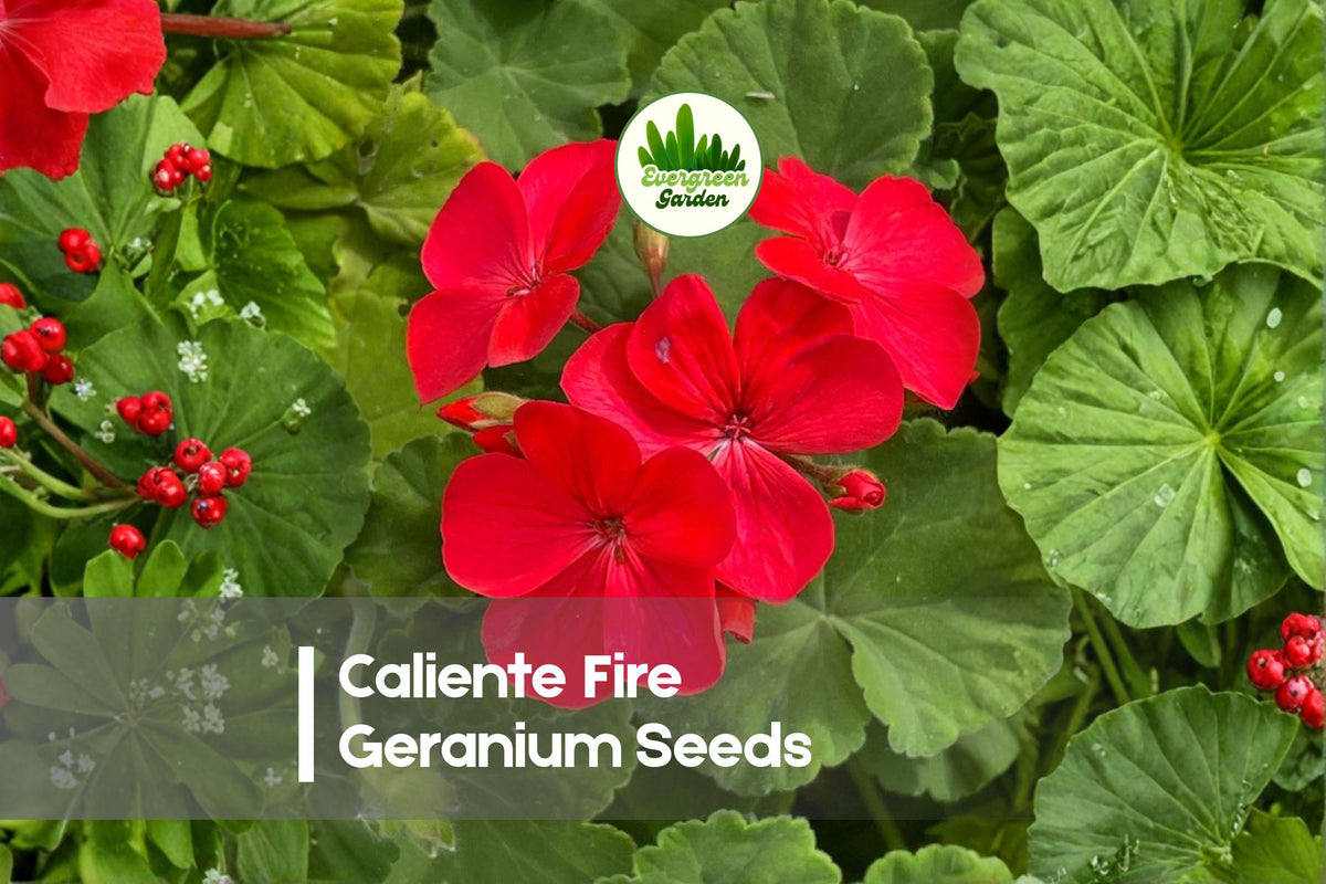 Caliente Fire Geranium Seeds – Bright Red-Orange Blooms, Semi-Trailing, Heat-Tolerant Pelargonium, 25 Seeds