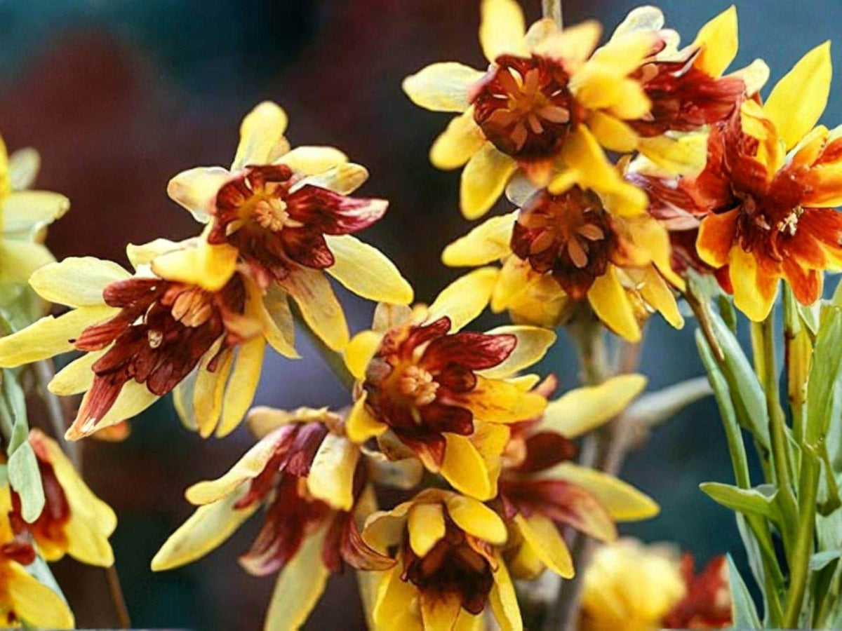 Wintersweet Seeds – 10 Chimonanthus Praecox Fragrant Flowering Shrub Seeds for Winter Garden, Cold-Hardy, Yellow Flowers