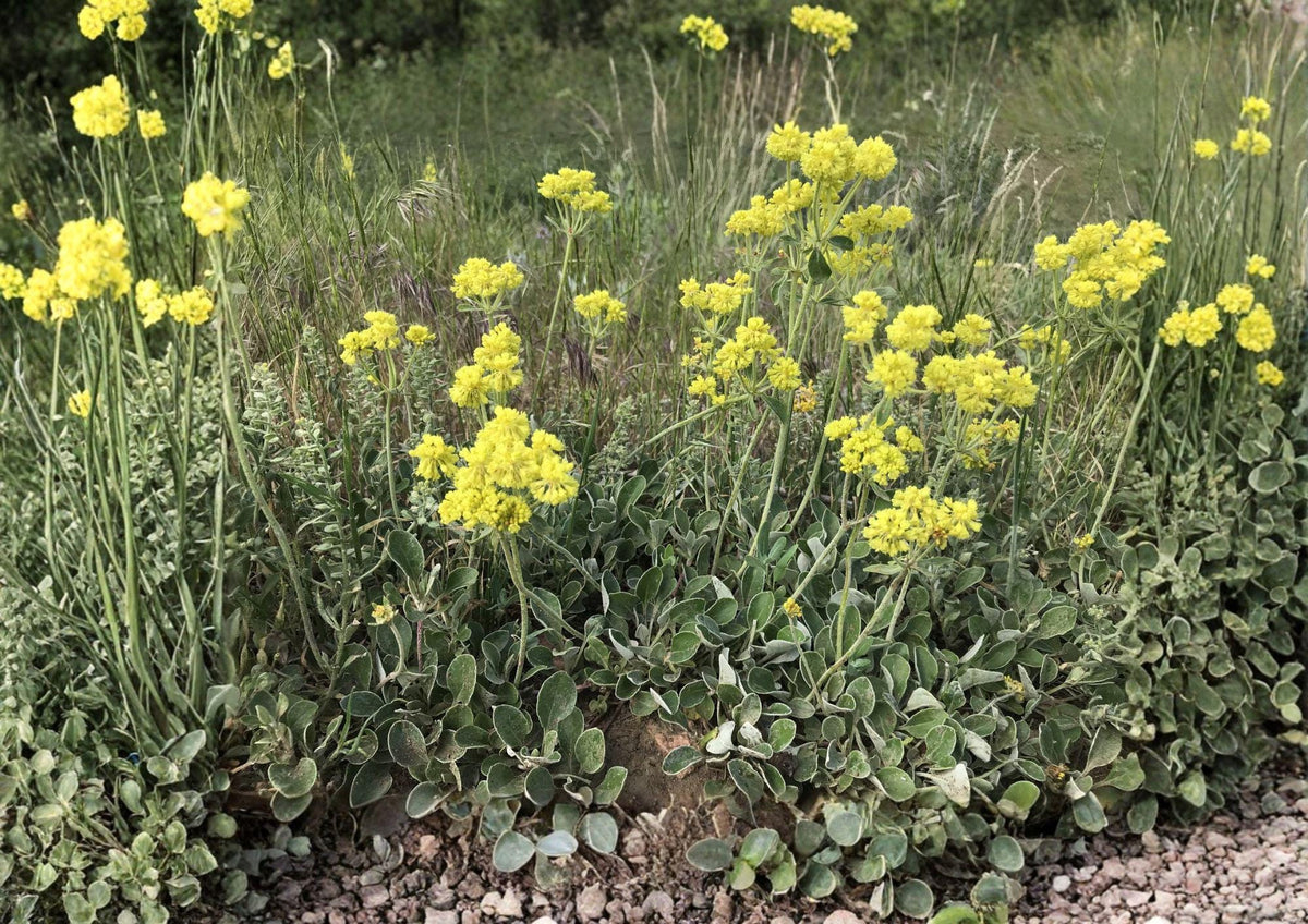 Sulfurflower Buckwheat Seeds - Native Eriogonum umbellatum, Drought Tolerant Alpine Perennial for Rock Gardens & Xeriscape