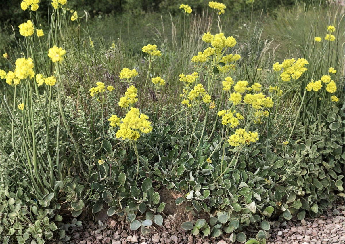 Sulfurflower Buckwheat Seeds - Native Eriogonum umbellatum, Drought Tolerant Perennial for Rock Gardens & Xeriscapes, Pollinator Friendly