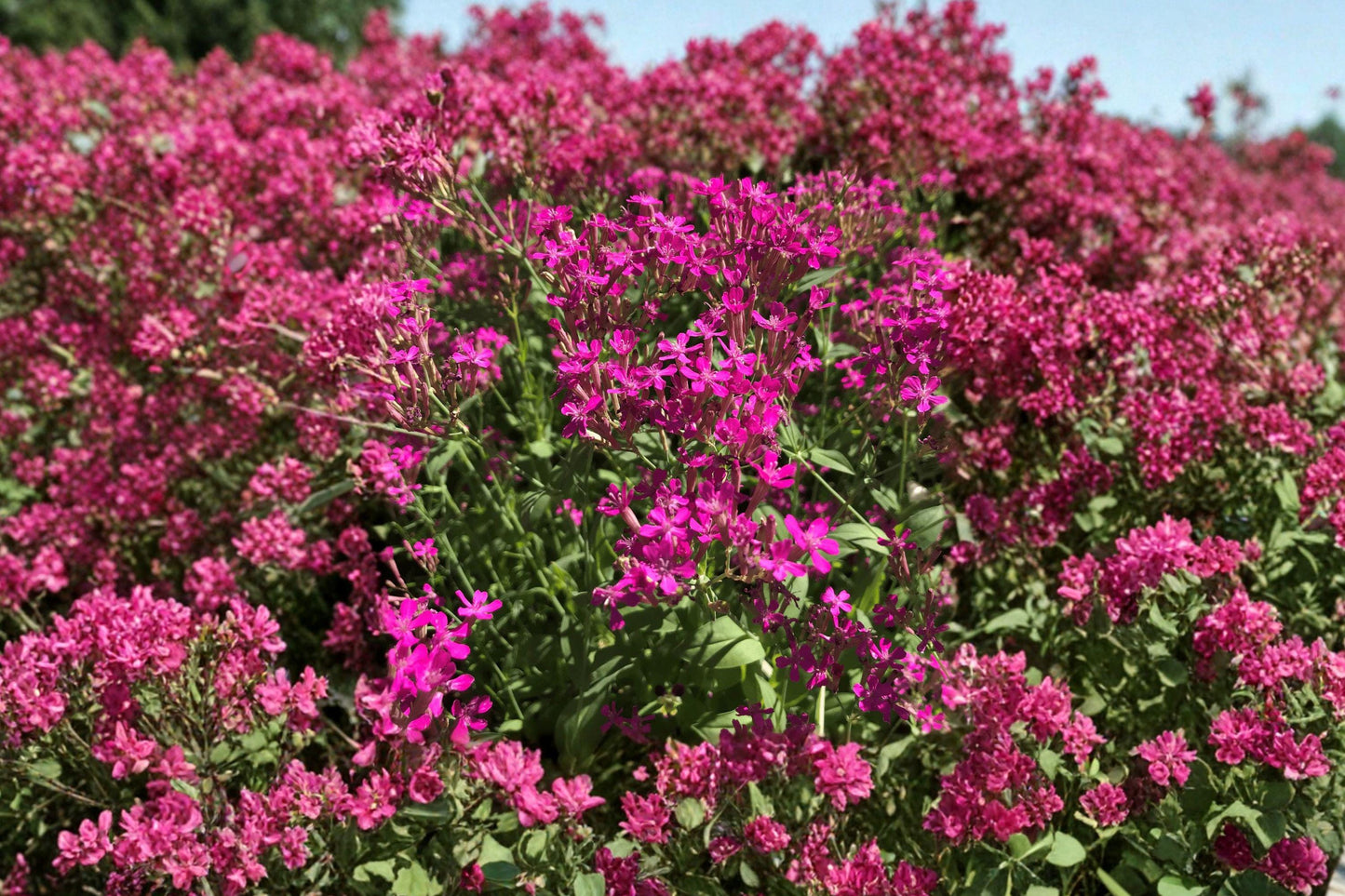 None So Pretty Catchfly Seeds – Pink Wildflower for Cottage Gardens, Meadows & Borders | Silene armeria (100 Seeds)