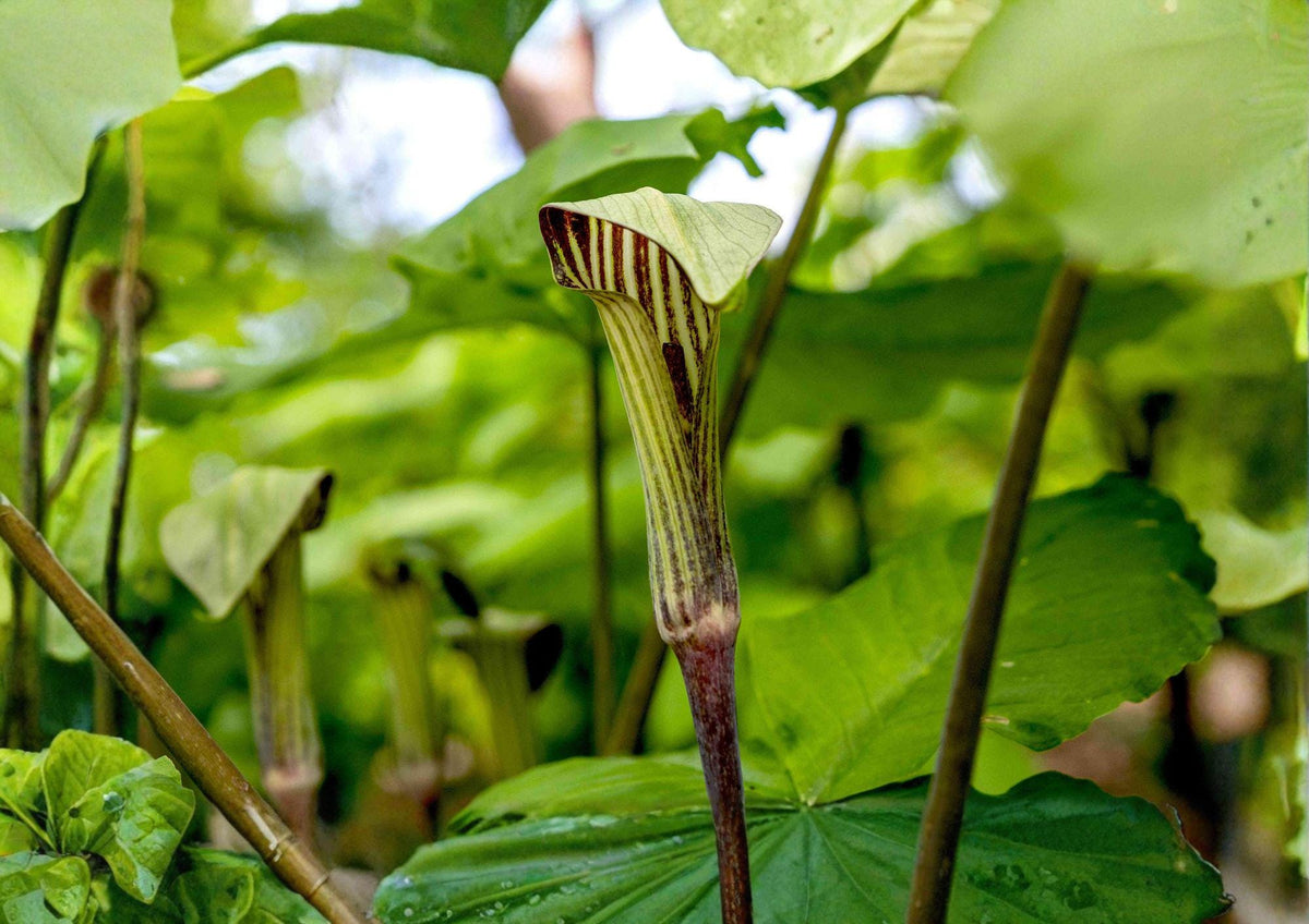 Jack in the Pulpit Seeds – Arisaema triphyllum, Native Woodland Perennial, Shade Garden, Wildflower Seeds, Moist Soil, Red Berries