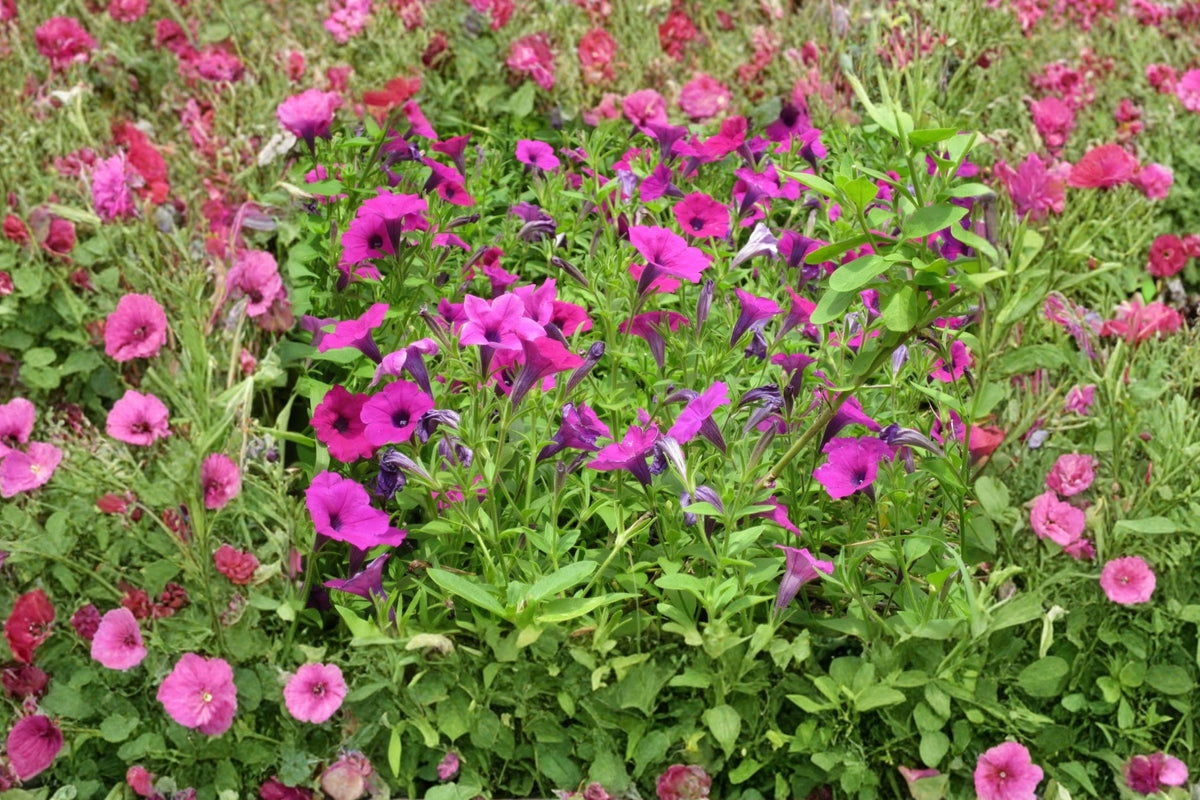 Shanin Wild Petunia Seeds – Heirloom Purple Blooms for Cottage Gardens, Hanging Baskets, Containers, Petunia violacea, 100 Seeds