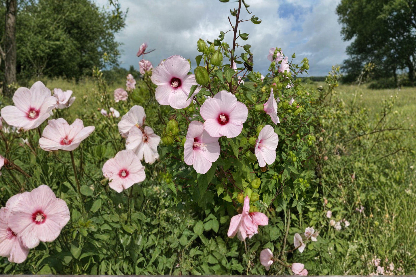Rose Mallow Seeds – Hardy Pink Hibiscus Perennial for Gardens, Wetlands, and Naturalized Landscapes (20 Seeds) – Hibiscus militaris
