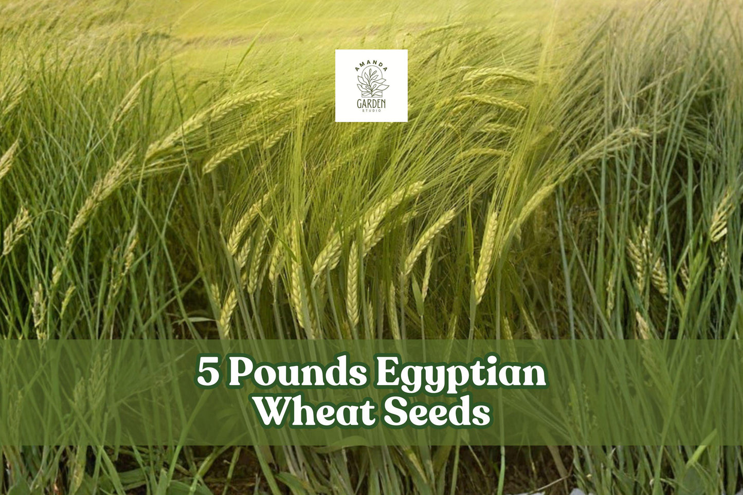Egyptian Wheat Seeds 1lb – Tall Sorghum bicolor for Wildlife Cover, Privacy Screen, Cover Crop