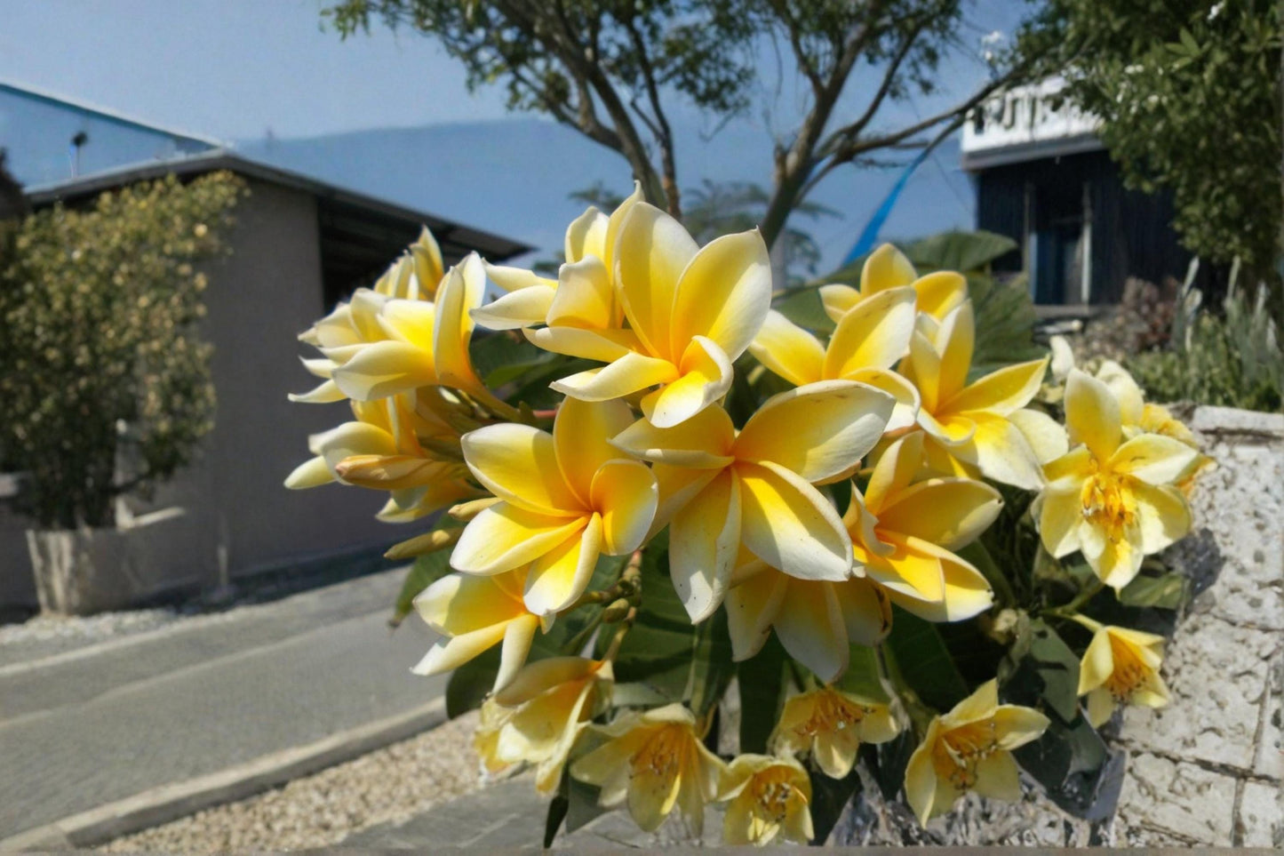 Yellow Plumeria Cutting – 9-12 Inches, Fragrant Frangipani, Tropical Flowering Tree, Plumeria spp.