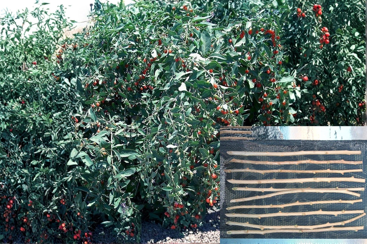Goji Berry Cuttings - Unrooted Lycium barbarum Fruiting Shrub for Propagation, Edible Berries, Ornamental Plant