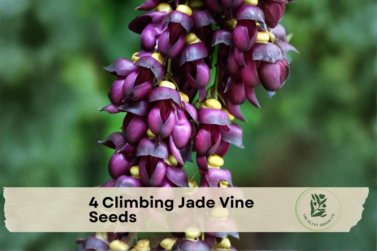 4 Climbing Jade Vine Seeds Mucuna sempervirens Exotic Purple Black Flowering Climber for Trellises