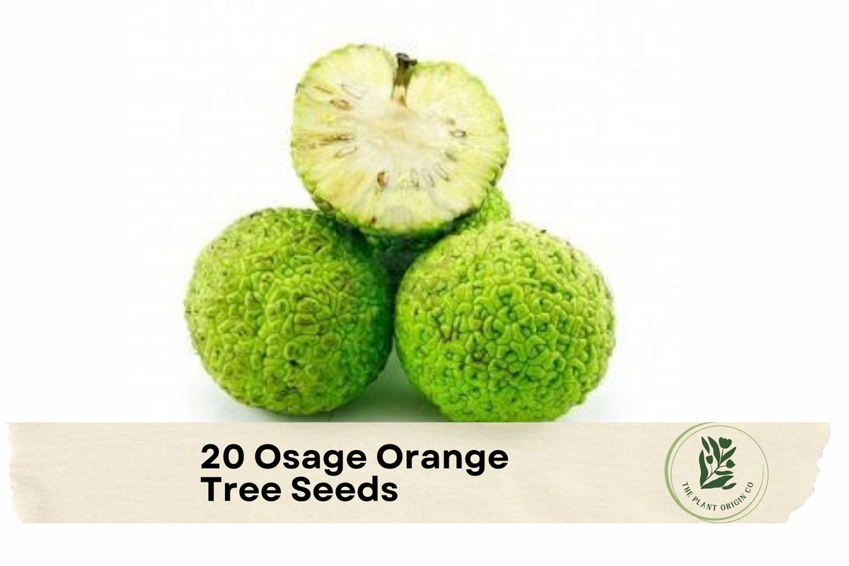 20 Osage Orange Tree Seeds - Maclura pomifera Hedge Apple Ornamental Tree for Landscaping, Windbreaks, Wildlife Habitats
