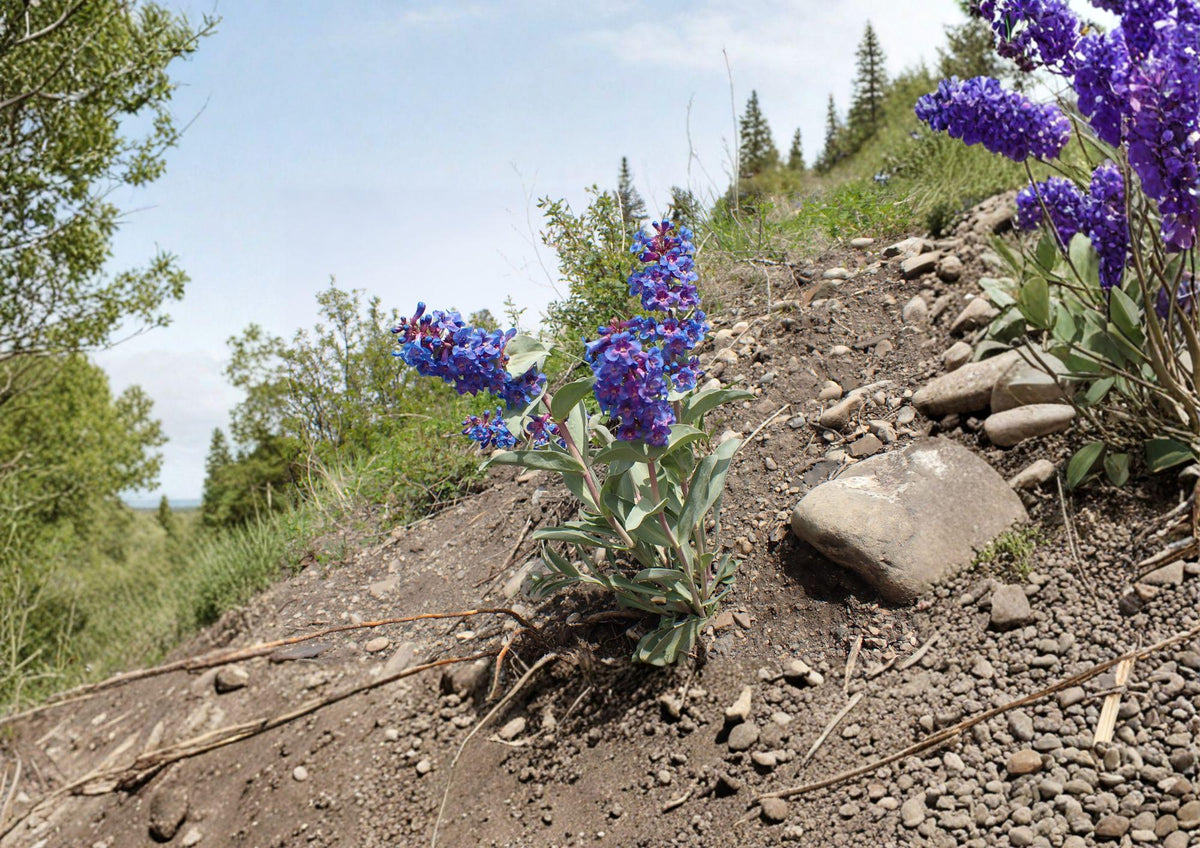 Penstemon Nitidus Seeds – 50 Native Wildflower Seeds for Purple Blue Blooms, Drought Tolerant, Pollinator Friendly, Perennial Plant