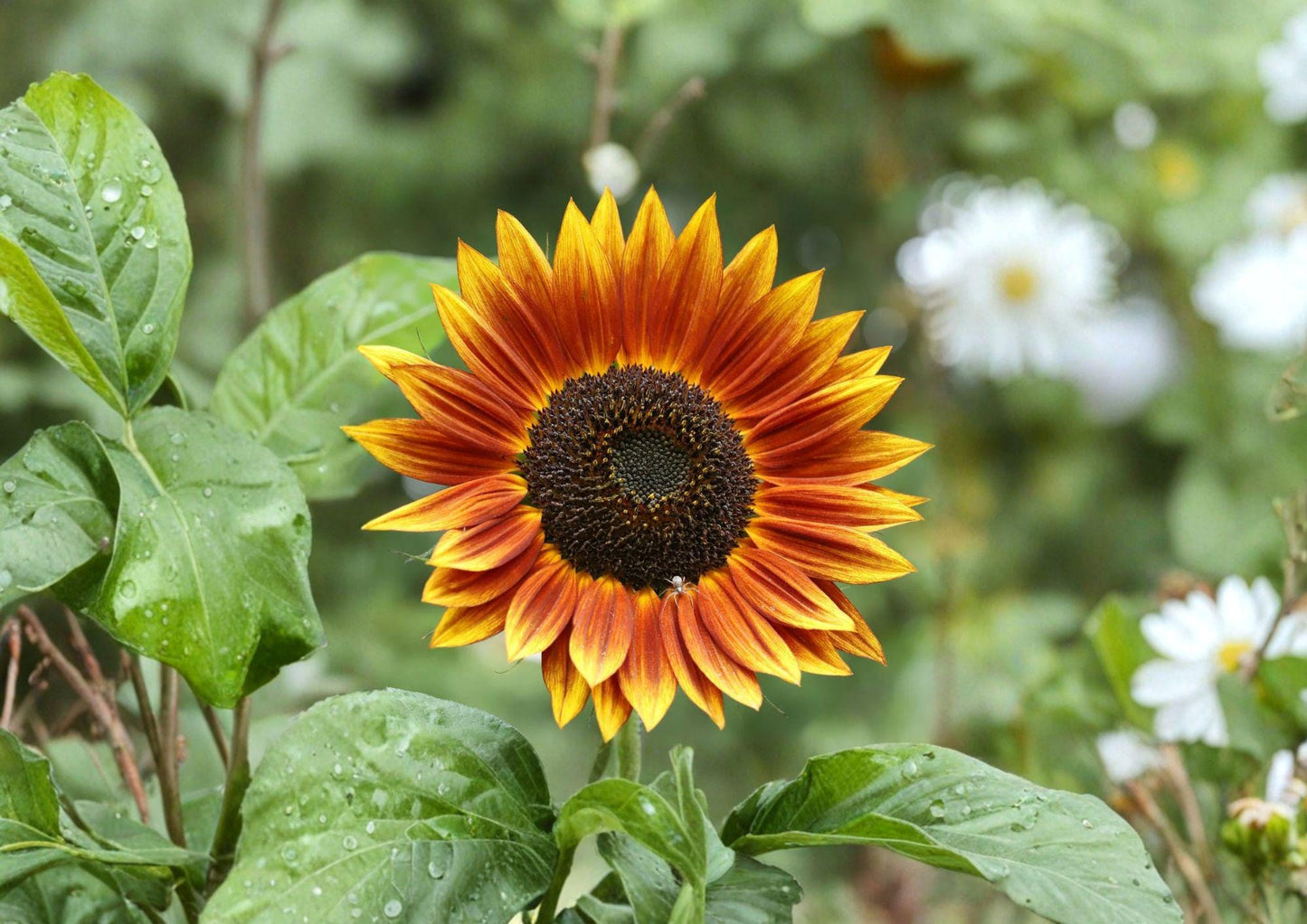 Sunflower Seeds Autumn Beauty Mix – Fall Colors, Pollinator Friendly, 50 Seeds, Bright Garden Blooms