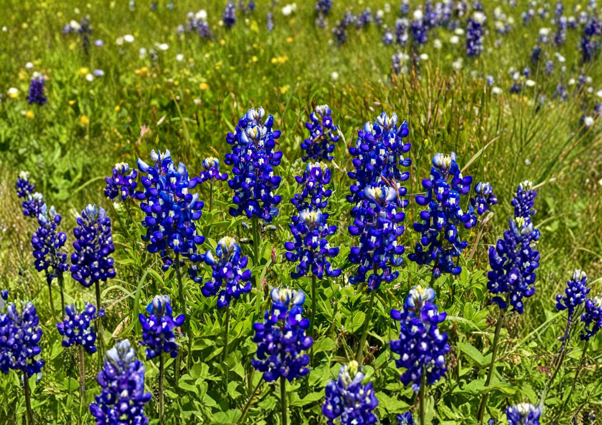 Texas Bluebonnet Seeds – 50 Native Wildflower Seeds for Spring Blooms – Grow Lupinus texensis for Vibrant Blue Flowers