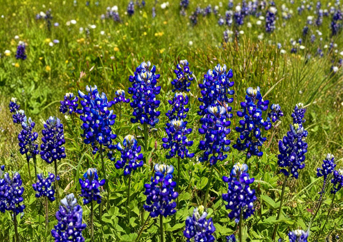 Texas Bluebonnet Seeds – 50 Native Wildflower Seeds for Spring Blooms – Lupinus texensis, Pollinator Friendly, Native Garden Plant