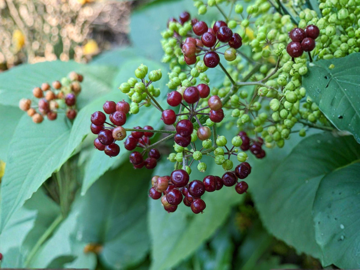 American Spikenard Seeds - Aralia racemosa, Native Woodland Perennial, Shade-Loving, Medicinal Herb, Pollinator-Friendly, 50 Seeds
