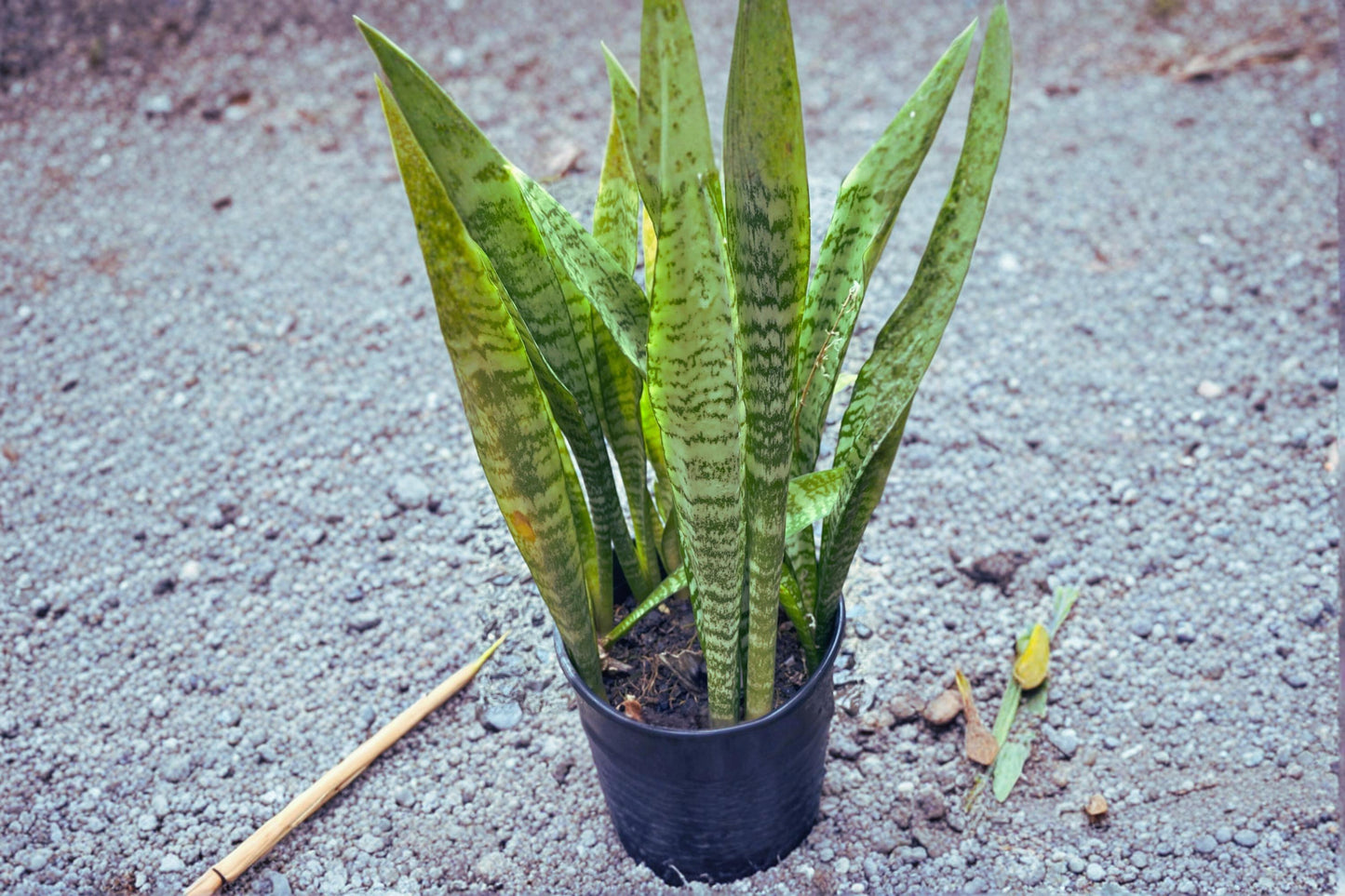 Sansevieria Snake Plant Cuttings – 3 Starter Leaves, 4-6 Inches, Variegated Foliage, Dracaena trifasciata Houseplant
