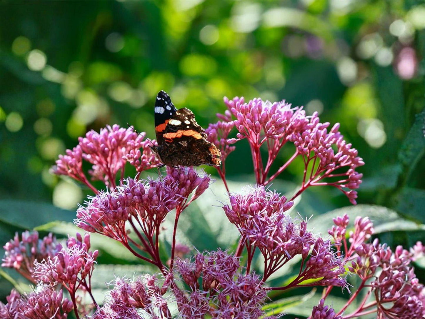 Eutrochium Fistulosum Seeds – 100 Hollow Joe Pye Weed Native Perennial Wildflower – Pink Mauve Pollinator Plant