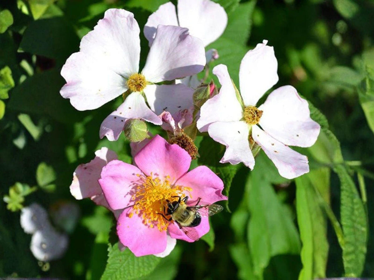 Illinois Rose Seeds – 30 Rosa setigera Native Climbing Pink Wild Rose for Fences, Trellises, Prairie Gardens, Wildlife & Habitat Planting