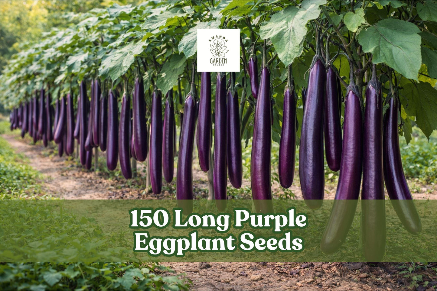 Long Purple Eggplant Seeds – Heirloom Solanum melongena, 150 Pack for Garden, Container, Full Sun, Warm-Season Vegetable