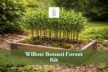 Willow Bonsai Forest Kit – 15 Cuttings, 8-Inch Pot, Salix Species, Deciduous Tree for Miniature Bonsai Display
