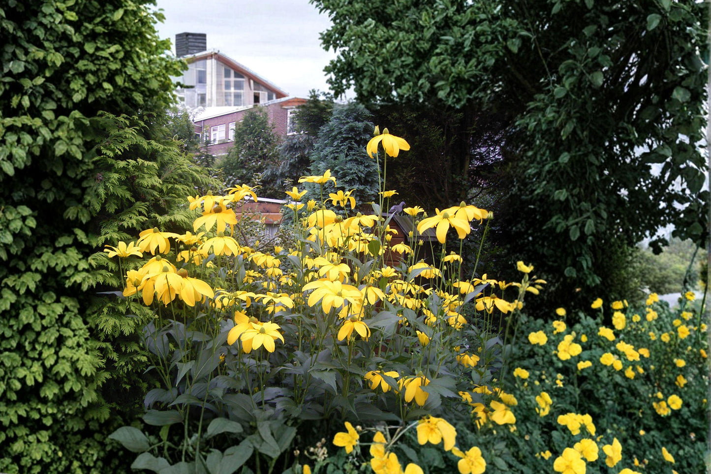 Cutleaf Coneflower Seeds – Rudbeckia laciniata ampla Native Perennial Wildflower, Bright Yellow, 50 Seeds