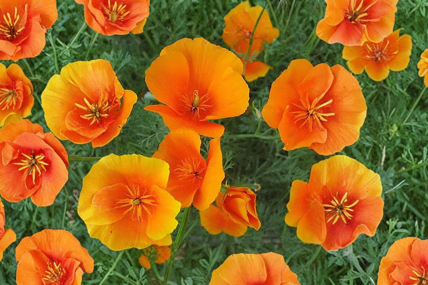 California Poppy Seeds – Bright Orange Wildflower, Drought Tolerant, Eschscholzia californica, Native North American Flower