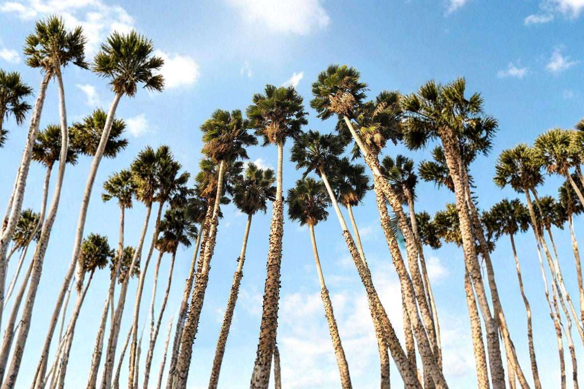 California Fan Palm Seeds - Washingtonia Filifera Drought Tolerant Desert Palm Tree for Landscaping
