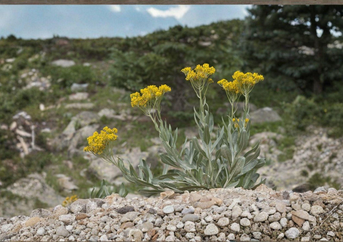 Tall Blacktip Ragwort Seeds | Native Senecio atratus Wildflower | Yellow Daisy-Like Blooms, Pollinator Friendly, Hardy Perennial, 100 Seeds