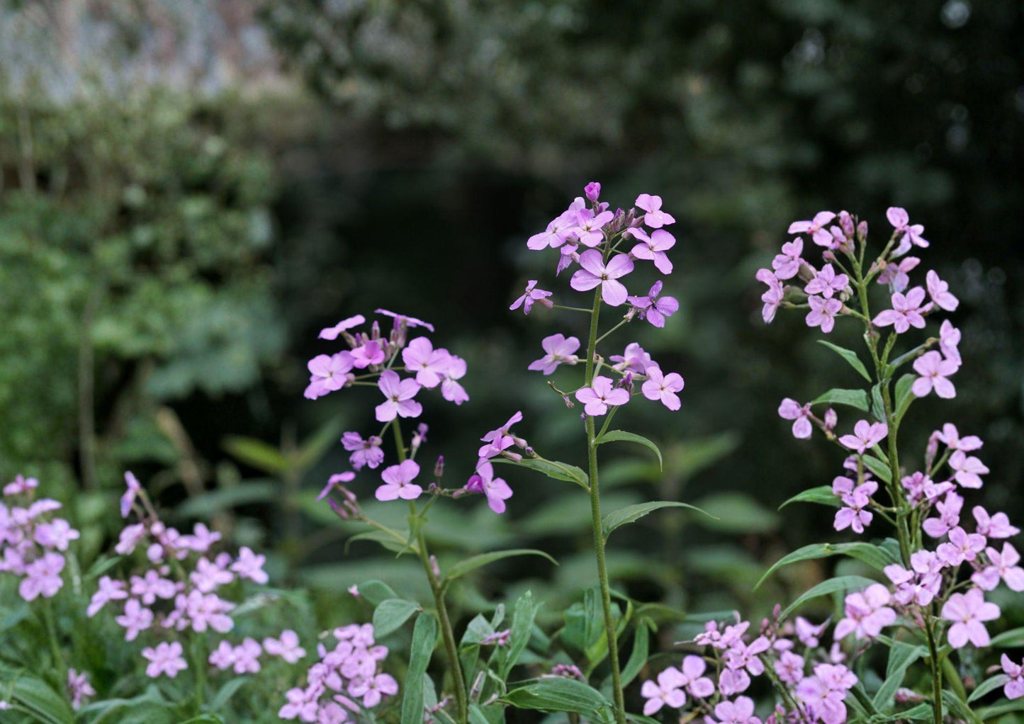 Dames Rocket Seeds – Fragrant Purple White Flowers for Cottage Garden, Hesperis matronalis, Pollinator Friendly, Easy to Grow Biennial