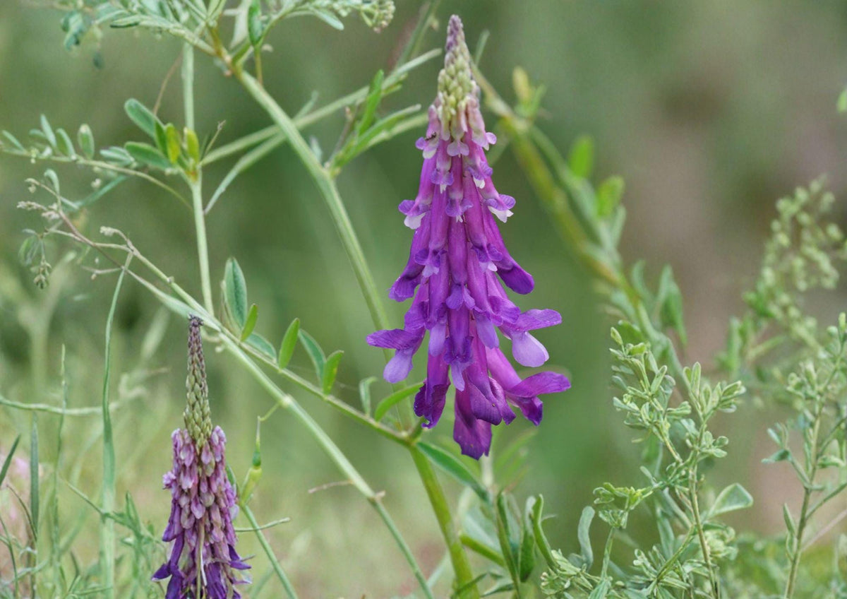 Hairy Vetch Seeds – Purple Bounty Cover Crop, Nitrogen Fixing, Vicia villosa, 100 Seeds for Soil Improvement and Ground Cover