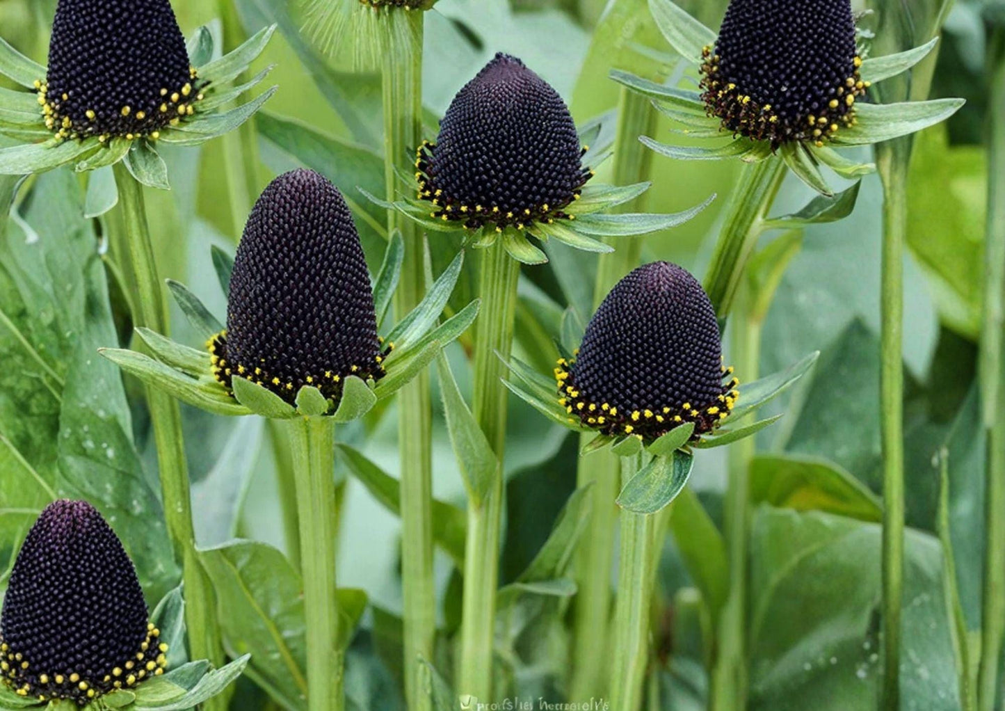 Western Coneflower Seeds – Rudbeckia occidentalis, Native Perennial Wildflower, Dark Central Cones, Pollinator Friendly, 75 Seeds