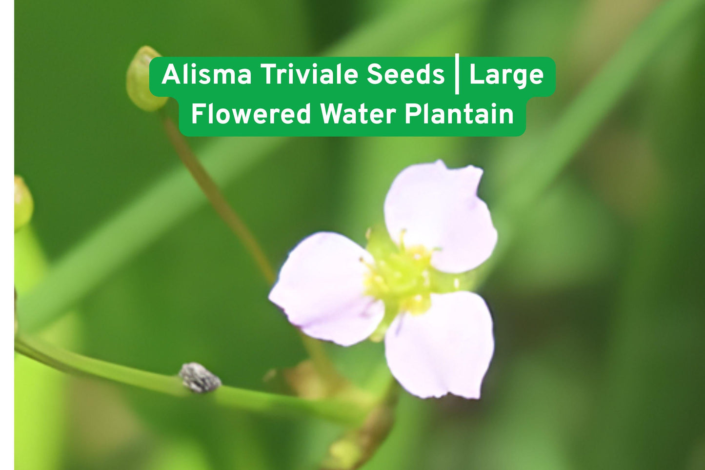 Alisma Triviale Seeds | Native Aquatic Perennial | Large-flowered Water Plantain | Wetland Wildflower for Ponds & Rain Gardens