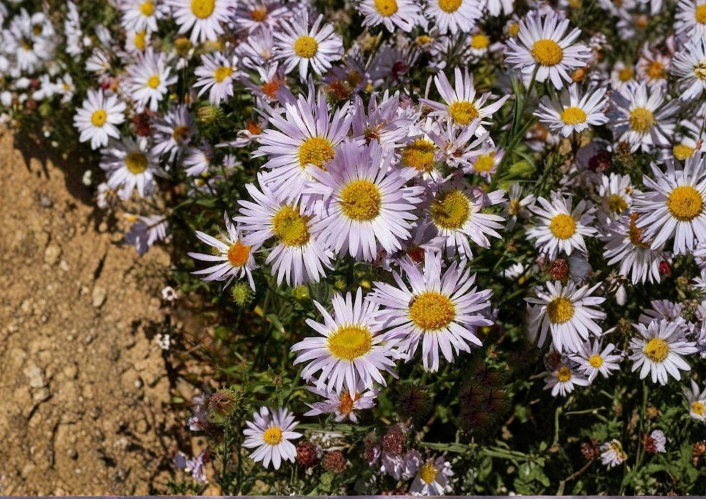 Bigelow's Tansyaster Seeds – Purple Aster, Drought Tolerant Pollinator, Native Wildflower, Machaeranthera bigelovii, Bright Purple Daisy
